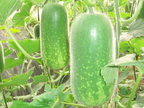 sk8吃瓜,网络红人的崛起与争议