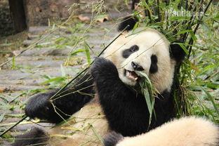 熊猫淼淼吃瓜,熊猫淼淼的瓜田奇遇记