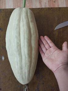 扶手瓜的叶子怎么吃