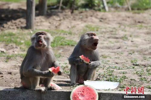 寓意吃瓜的动物,揭秘吃瓜动物背后的寓意与智慧