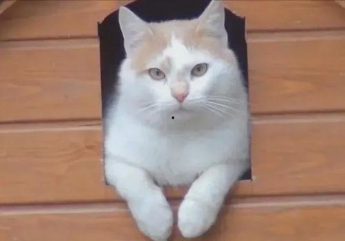 小猫吃不吃葫芦瓜,小猫的美食还是禁忌？