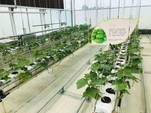 郫都区吃瓜,瓜果飘香，品味夏日田园风情