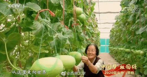 自由吃瓜基,揭秘网络时代的娱乐狂欢与理性思考