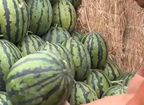 吃瓜季来临验瓜师很抢手,验瓜师成为行业香饽饽