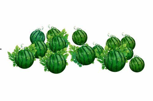 酷瓜如何吃,解锁美味新境界