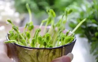 春食草夏吃瓜,春食草，夏吃瓜，品味自然之韵