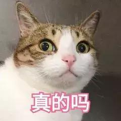 养猫吃瓜,养猫族的瓜果时光