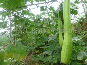 砍瓜老了咋吃,老砍瓜的多样食用攻略