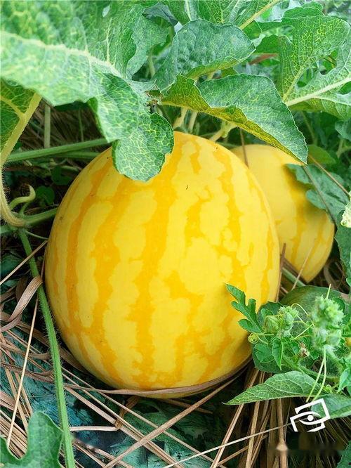 娱起吃瓜,揭秘娱乐圈那些不为人知的幕后故事