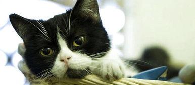 肥猫猫不胖吃瓜