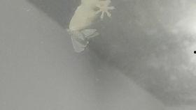 扑棱蛾子吃瓜,一场生态趣谈