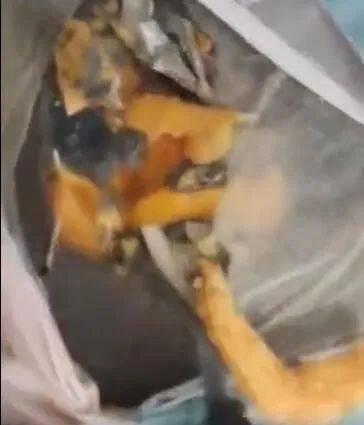 藁城吃瓜事件视频最新,一场引发热议的网络风波