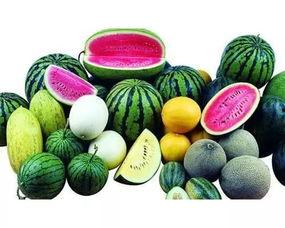 冬春吃的瓜叫什么瓜