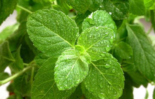 葵瓜叶可以吃吗