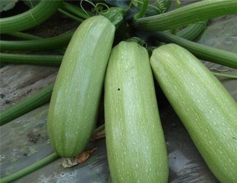 耀西吃瓜,揭秘瓜界奇闻轶事