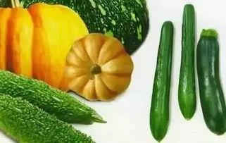 高粱吃瓜,探寻农耕文化的和谐共生