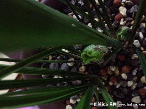 兰花仙子吃瓜,兰花仙子与神秘瓜果的奇幻之旅