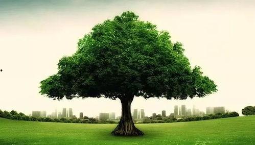 颜洋吃瓜大树视角,揭秘吃瓜大树背后的故事