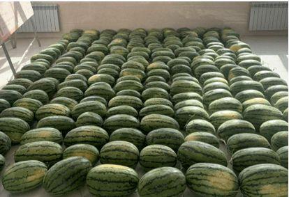 经济学校吃瓜,揭秘校园经济生活新趋势