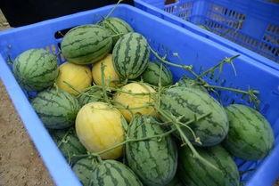 黄色吃瓜群多少,黄色吃瓜群背后的惊人规模与现象