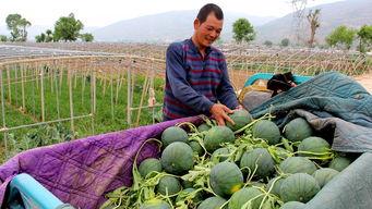 涧西区吃瓜群众,吃瓜群众的热议焦点