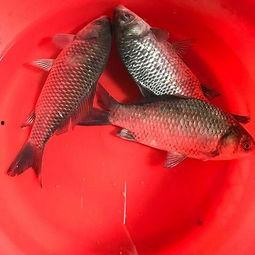 鲫瓜鱼怎么吃,解锁美味新境界