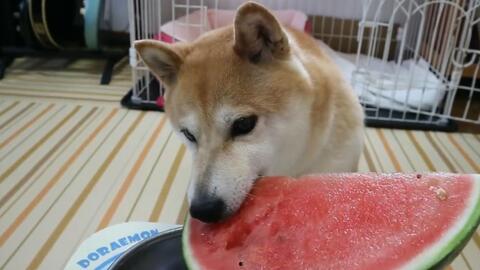 萌犬吃瓜,欢乐无限，萌态百出