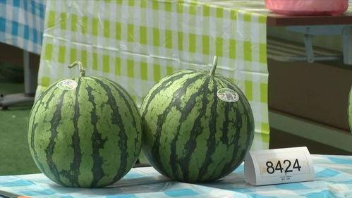 浙江嘉兴吃瓜事件,一场网络热议背后的真相与反思