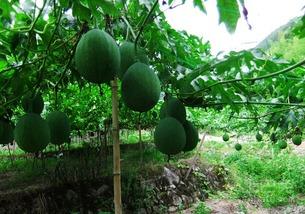 吃吊瓜的坏处,过量食用需谨慎