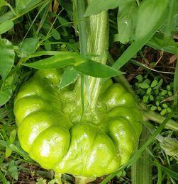 吃姜柄瓜会便秘吗,姜柄瓜食用后便秘风险解析